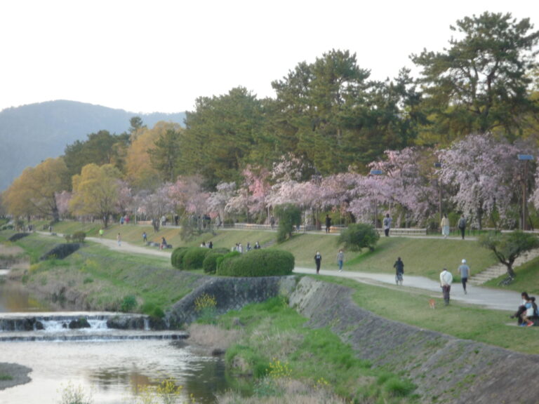 半木之道是著名的樱花景点。Row of cherry trees in spring. Nakaragi no Michi.  半木（なからぎ）の道は、桜の名所です。